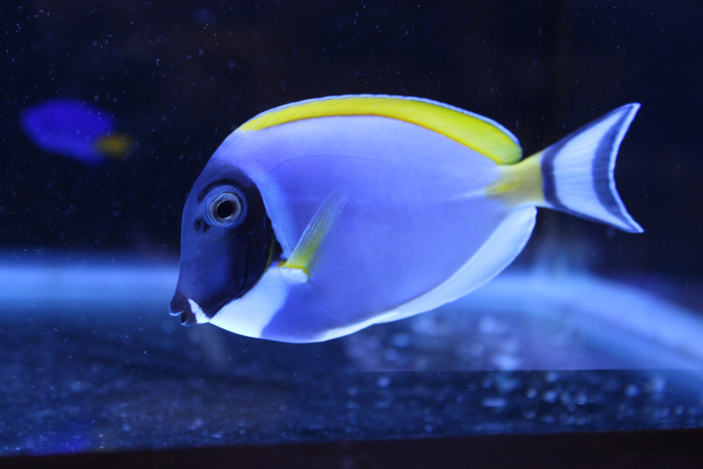  Acanthurus leucosternon (Powder Blue Tang)